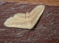 Hyposada aspersa