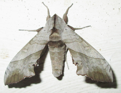 Polyptychoides grayii