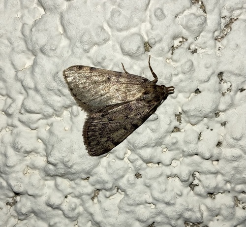 Aglossa pinguinalis