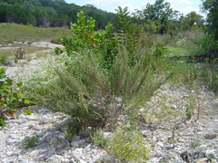Brickellia dentata