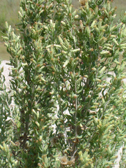 Brickellia dentata