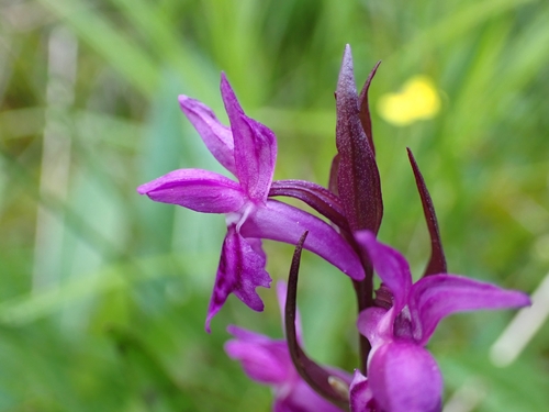 Image of Dactylorhiza traunsteineri by (c) Elias, some rights reserved (CC BY)