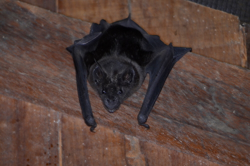 Greater Spear-nosed Bat