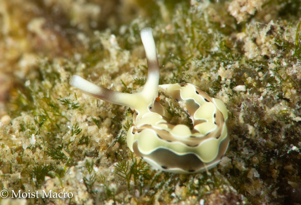 Thuridilla decorata