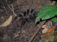 Sericopelma