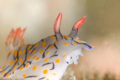 Hypselodoris kanga
