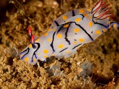 Hypselodoris kanga