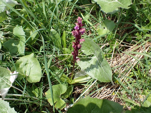 Image of Orchis spitzelii by (c) Elias, some rights reserved (CC BY)