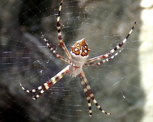 Silver Garden Orbweaver, photo 5 of 8