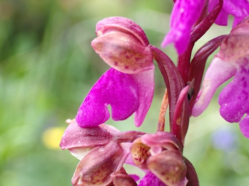 Image of Orchis spitzelii by (c) Elias, some rights reserved (CC BY)