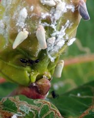 Camponotus sexguttatus