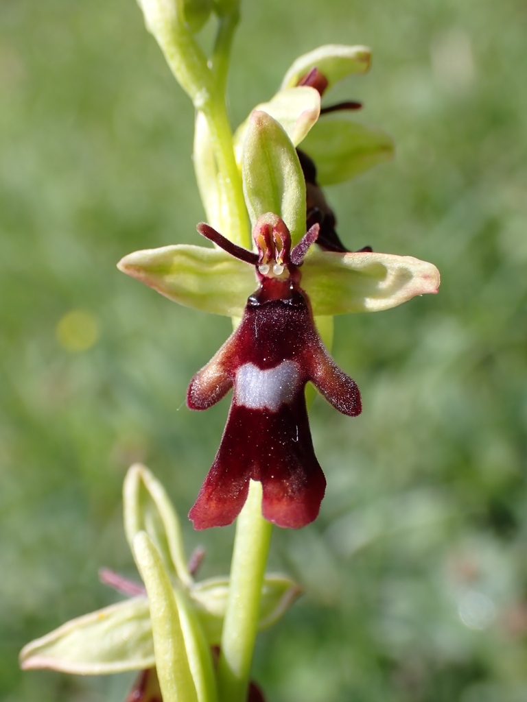 Ophrys insectifera