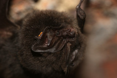 Barbastella barbastellus