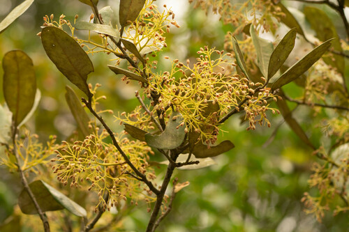 Sundri (Heritiera fomes)