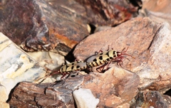 Probergrothius angolensis