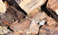 Probergrothius angolensis