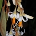 Styrax ferrugineus - Photo (c) Mauricio Mercadante,  זכויות יוצרים חלקיות (CC BY-NC-SA)