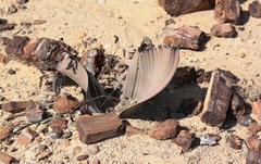 Welwitschia mirabilis image