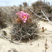 Ferocactus fordii fordii - Photo (c) Jose Luis Leon de la Luz, some rights reserved (CC BY-NC), uploaded by Jose Luis Leon de la Luz