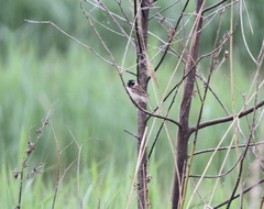 Emberiza yessoensis