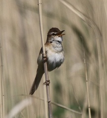 Acrocephalus tangorum