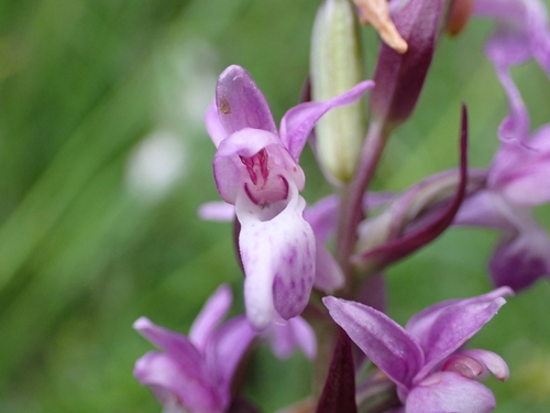 Image of Dactylorhiza traunsteineri by (c) Elias, some rights reserved (CC BY)