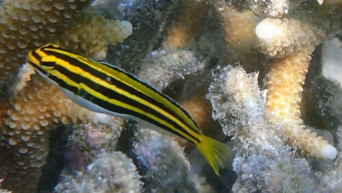 Streep-sabeltandslijmvis (Meiacanthus lineatus) — Blenniidae