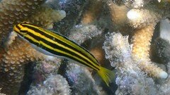 Lined Fangblenny photo 2