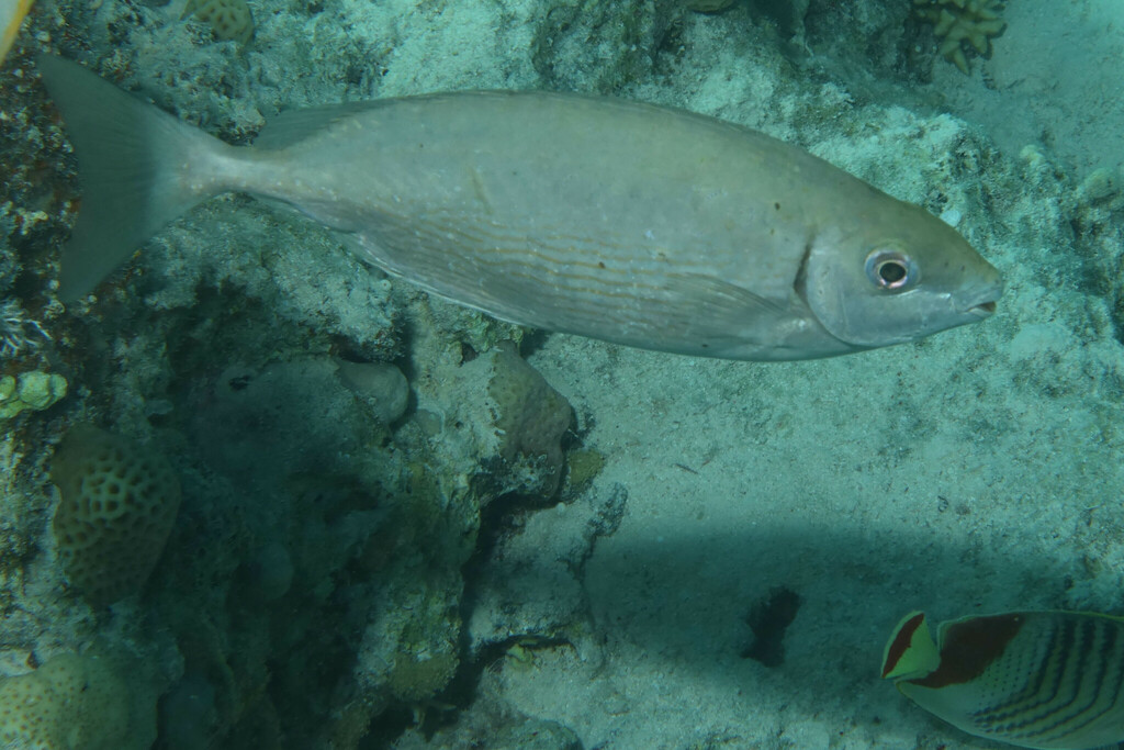 Rivulated Rabbitfish from Safaja, EG-BA, EG on May 18, 2023 at 09:54 AM ...