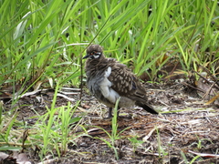 Geophaps scripta