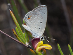 Eicochrysops messapus messapus