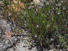 Wahlenbergia subulata