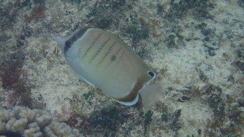 West Australian butterflyfish (Chaetodon assarius) — Chaetodontidae — 5