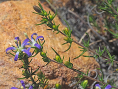 Wahlenbergia subulata