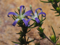 Wahlenbergia subulata