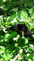 Heraclides anchisiades capys