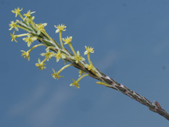 Struthiola ciliata angustifolia