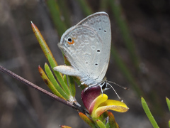 Eicochrysops messapus messapus