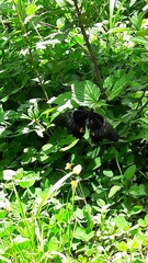 Heraclides anchisiades capys