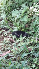 Heraclides anchisiades capys