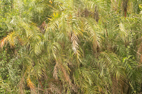 Phoenix paludosa, photograph 3