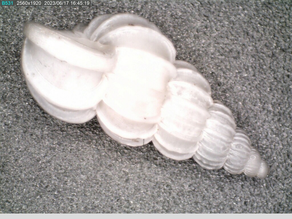 Semismooth Wentletrap