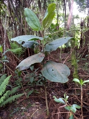 Meriania macrophylla