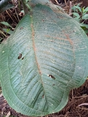 Meriania macrophylla