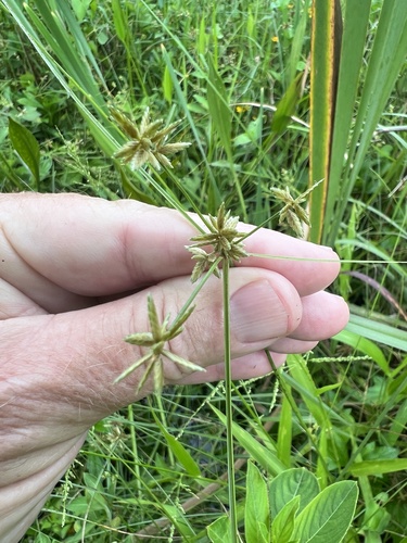 Cyperus unioloides iNat (3)