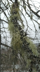Usnea perplexans