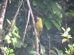 Oriolus flavocinctus