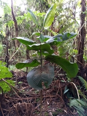 Meriania macrophylla