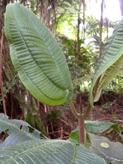 Meriania macrophylla