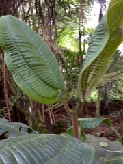 Meriania macrophylla
